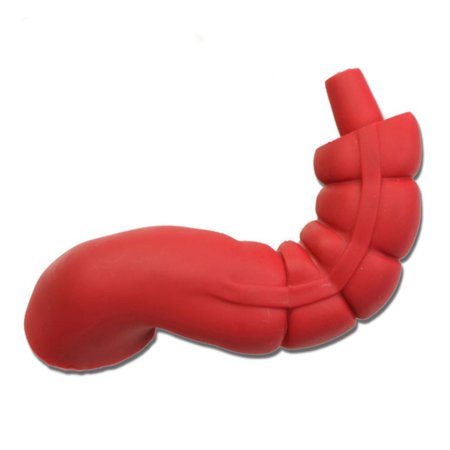 VATA Sigmoid Large Intestine 354